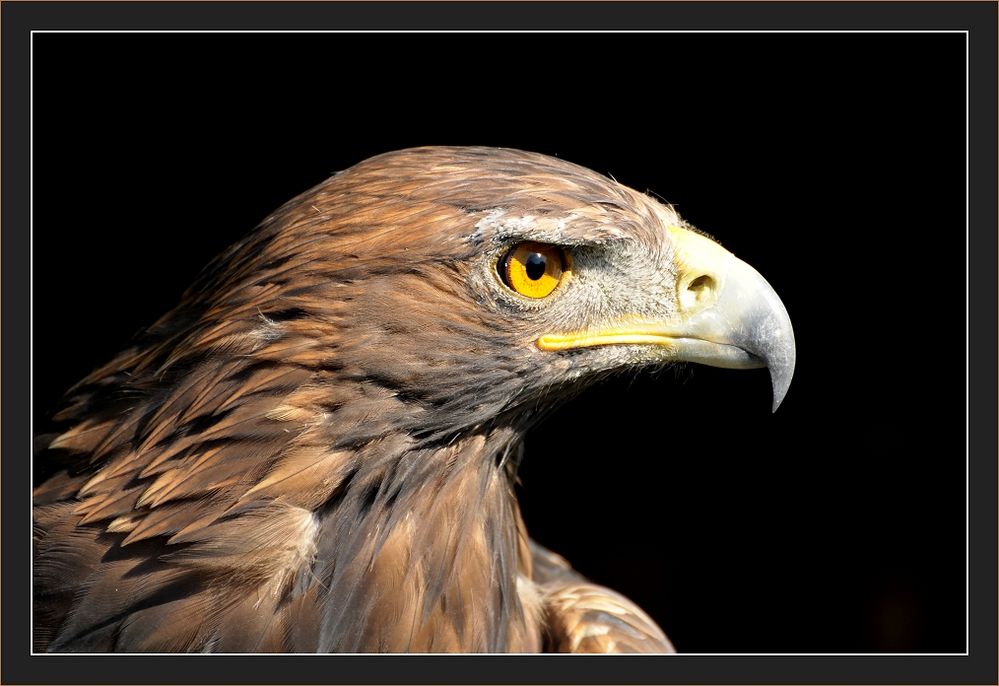 Des Adlers Blick....