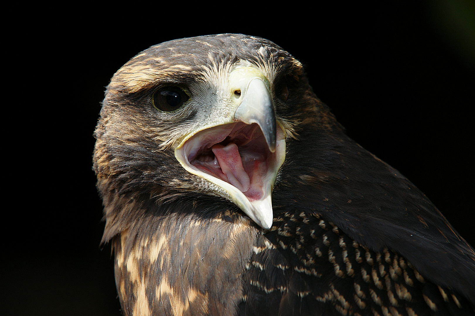 Des Adler´s Zunge