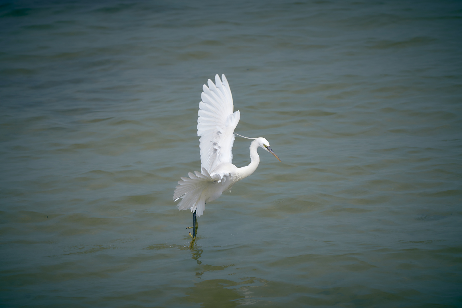 Des Ailes