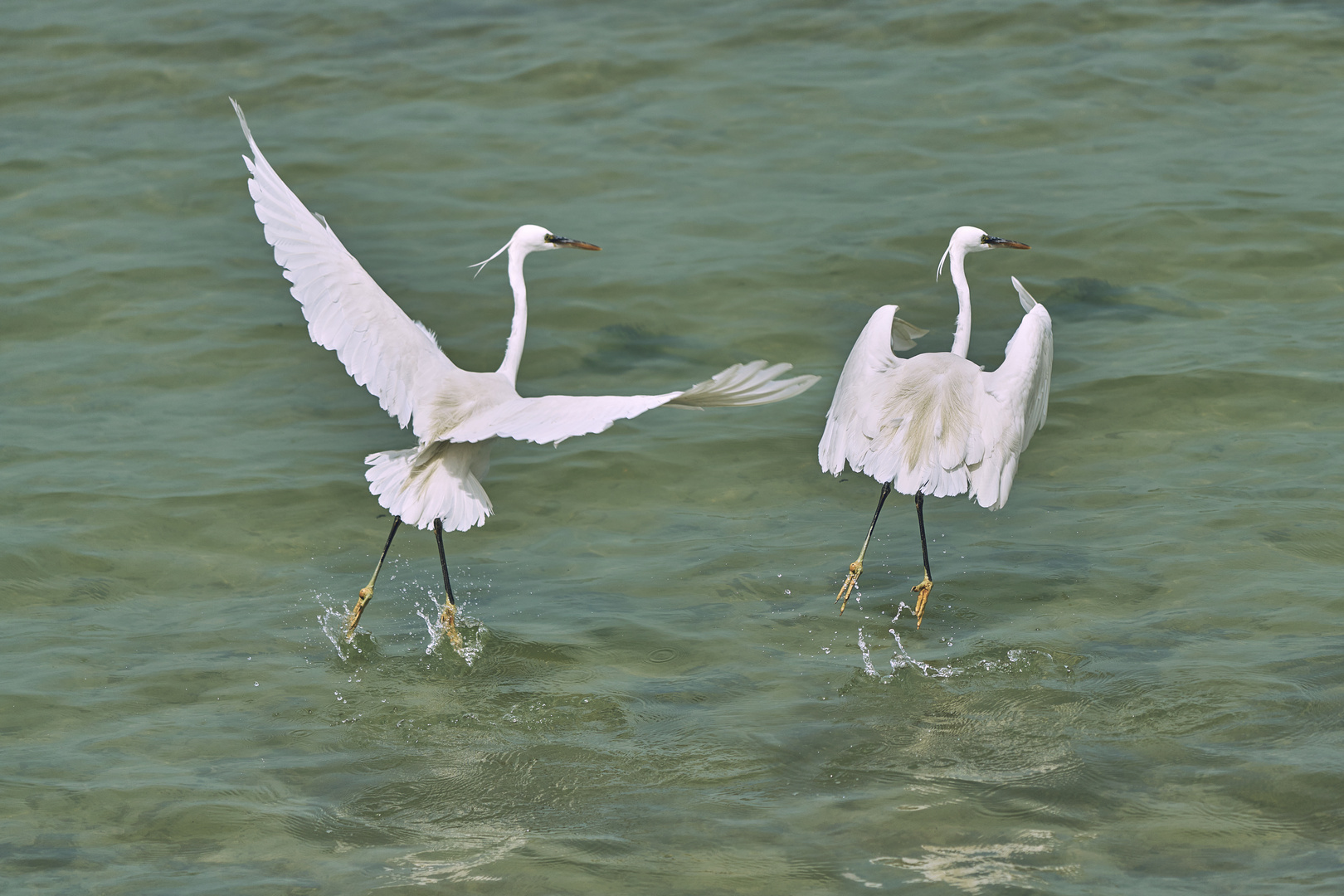 Des Ailes