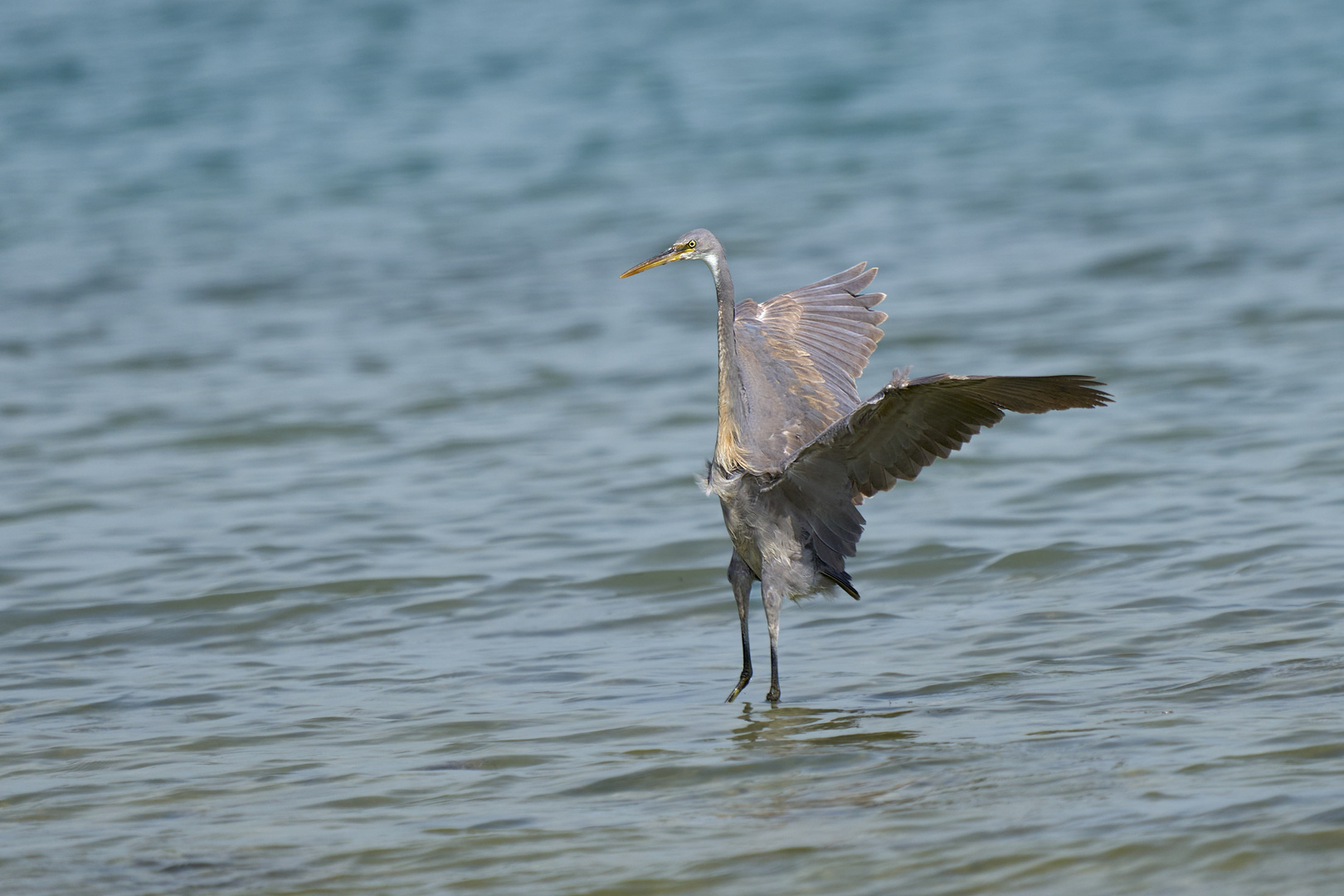 Des Ailes