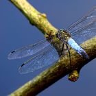 des ailes en dentelles