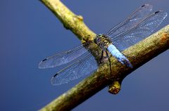 des ailes en dentelles