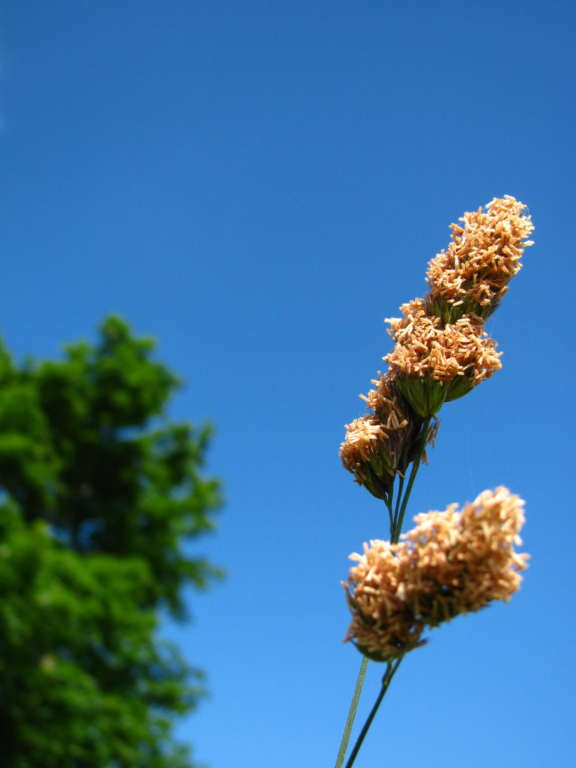 Des Allergikers Alptraum