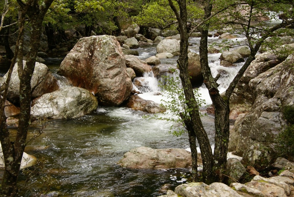 Des arbres, des rochers et de l'eau