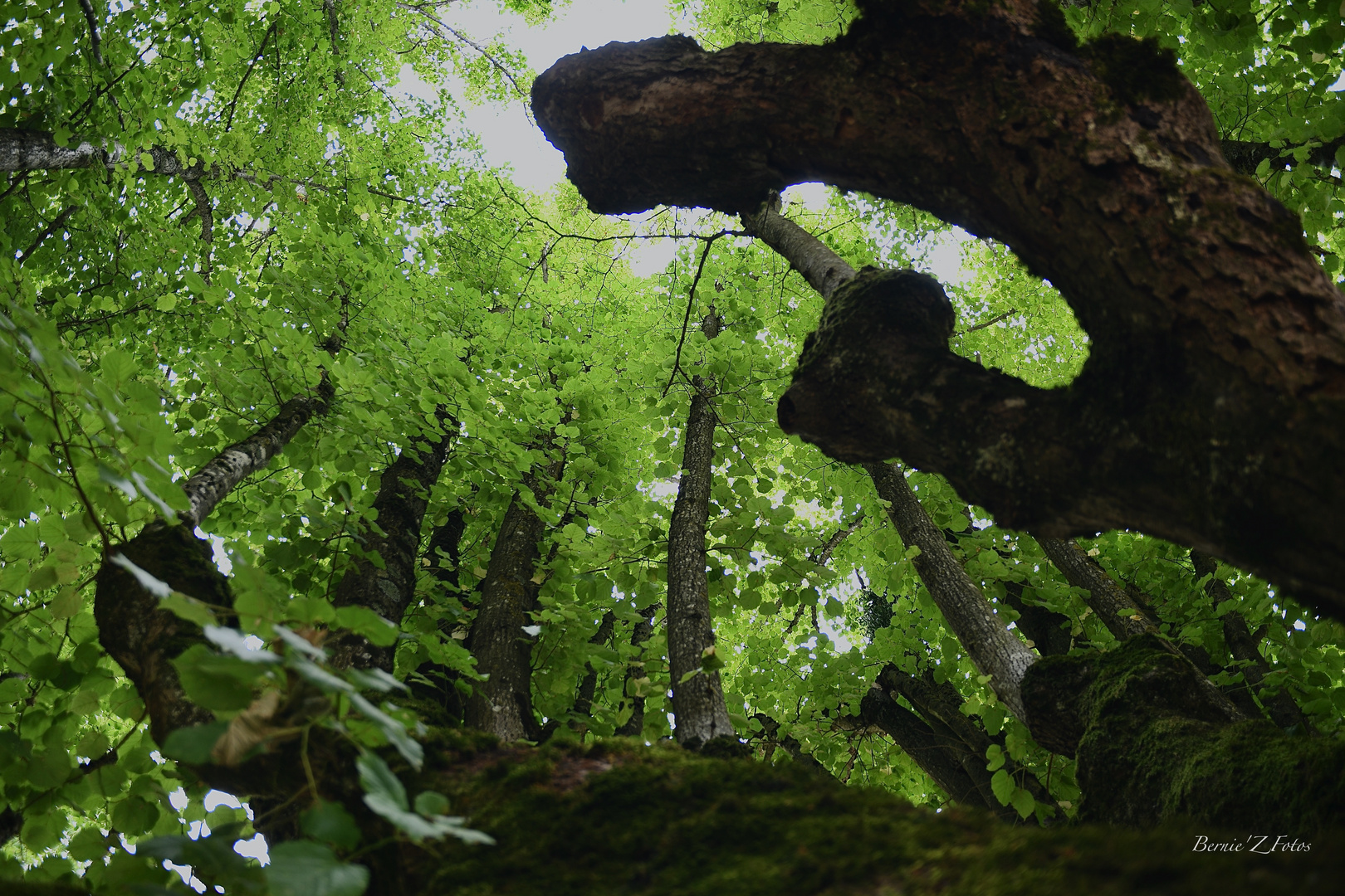 Des arbres sur l'arbre