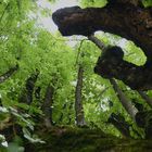 Des arbres sur l'arbre