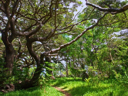 Des arbres torturés - Forêt de bugnys