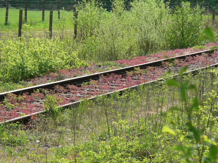 Des Bahnchefs blühende Phantasie