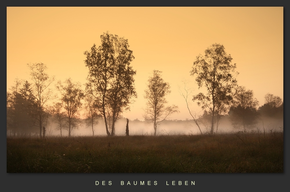 Des Baumes Leben