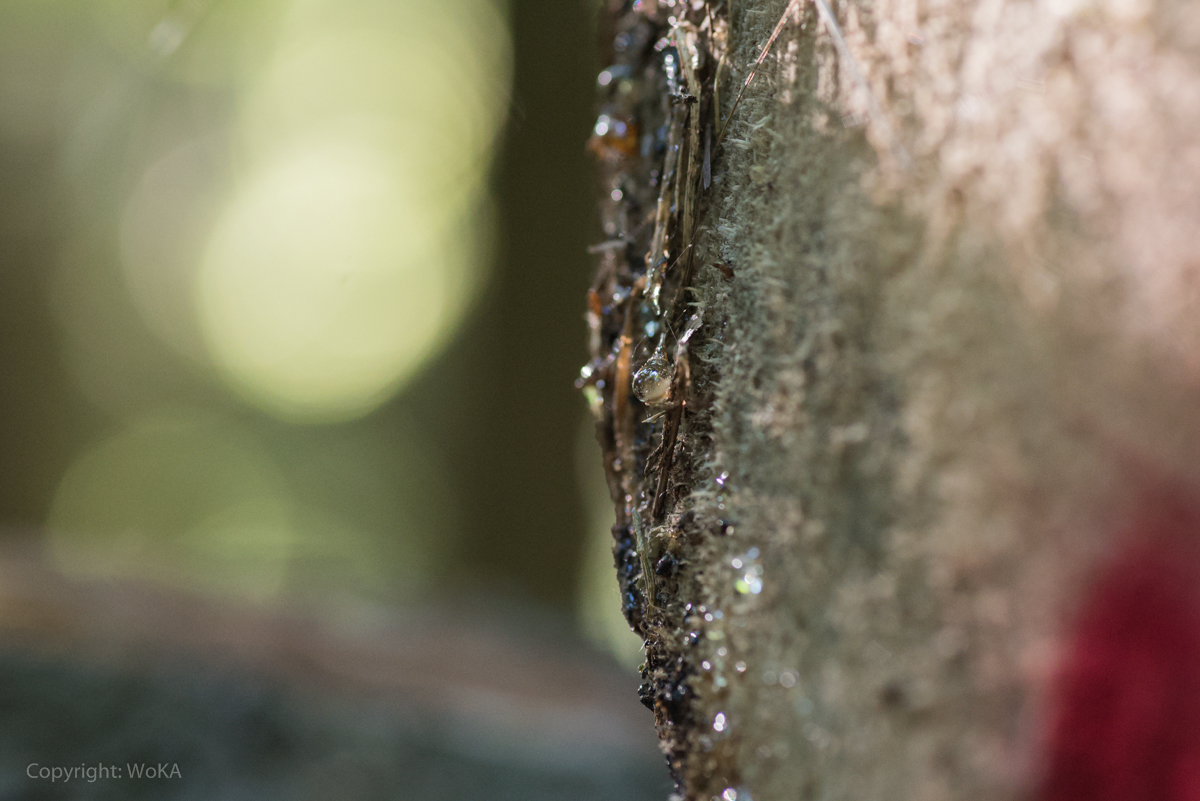 Des Baumes Lebenssaft