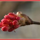 des Baumes zweiter Frühling