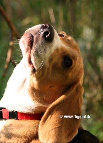 Des Beagle's Blick