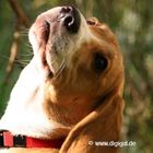 Des Beagle's Blick