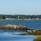 Des bernaches étaient présentes sur l'Ile d'Artz (Morbihan)