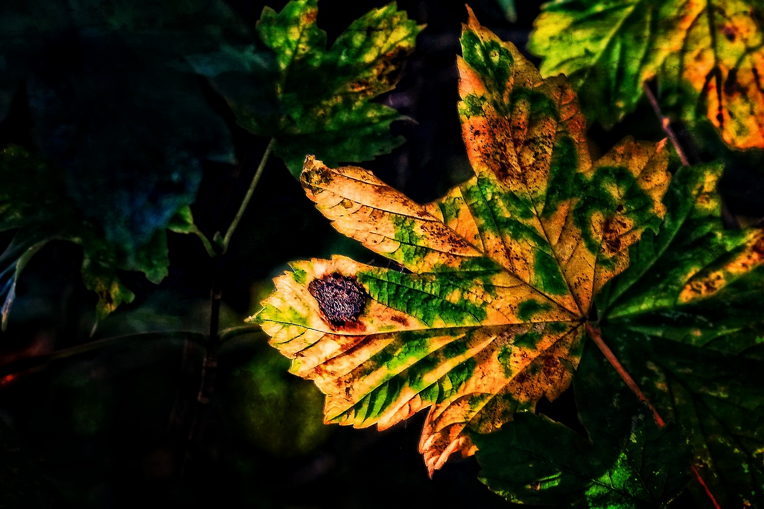 "Des Blattes Herbstfarben" und ein Gedicht dazu