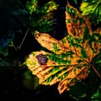 "Des Blattes Herbstfarben" und ein Gedicht dazu