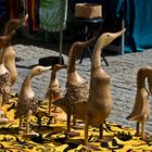 Des canards gersois au marché de Condom  --  Enten aus dem Gers am Markt in Condom