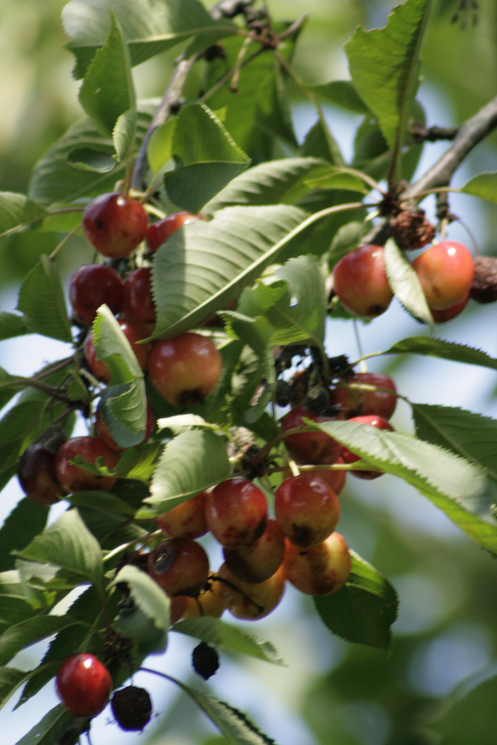 Des Cerises