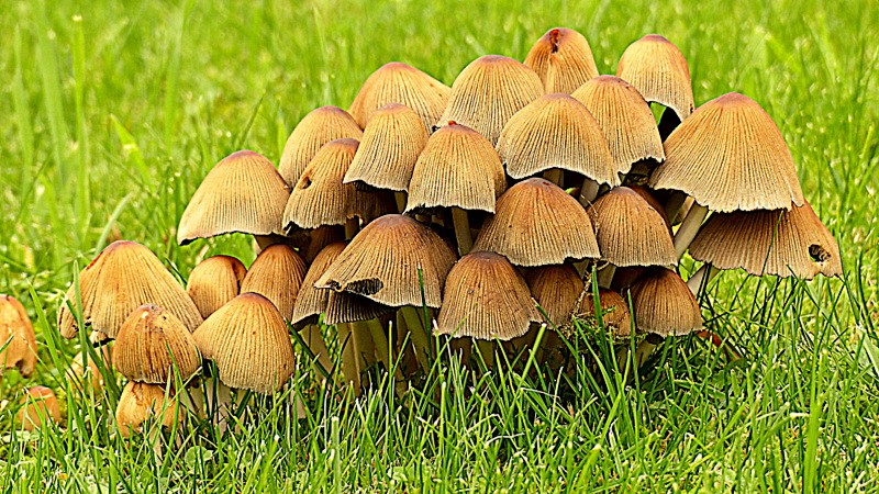 des champignons sur ma pelouse !!!