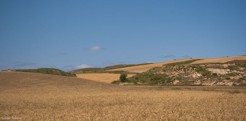 Des champs de plantes céréalières