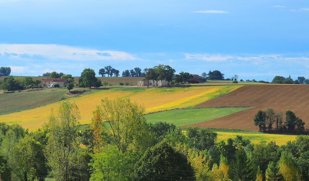 Des champs jaunes dans le Gers