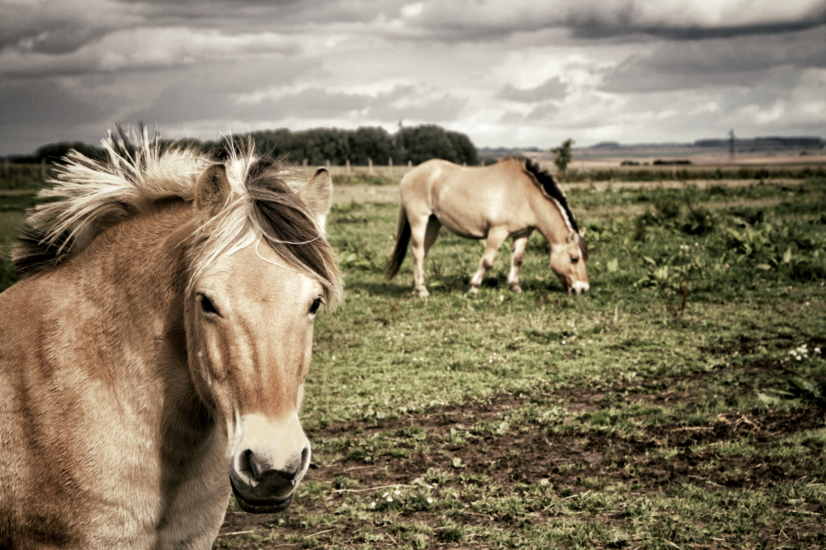 Des chevaux en automne...