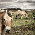 Des chevaux en automne...