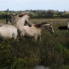 DES CHEVAUX EN CAMARGUE