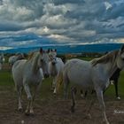 Des chevaux en liberté dans le Lubéron