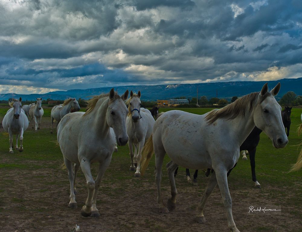 Des chevaux en liberté dans le Lubéron