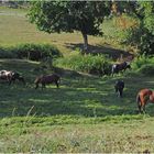 Des chevaux heureux