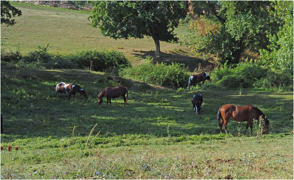 Des chevaux heureux