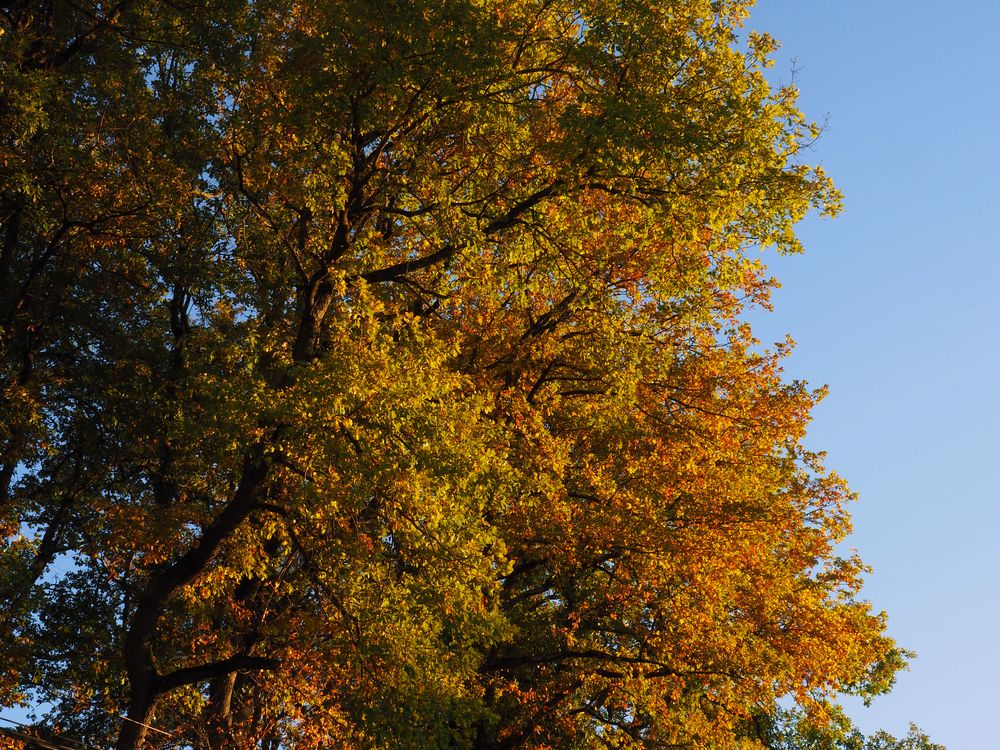 Des chênes mi-novembre