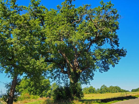 Des chênes près de chez moi