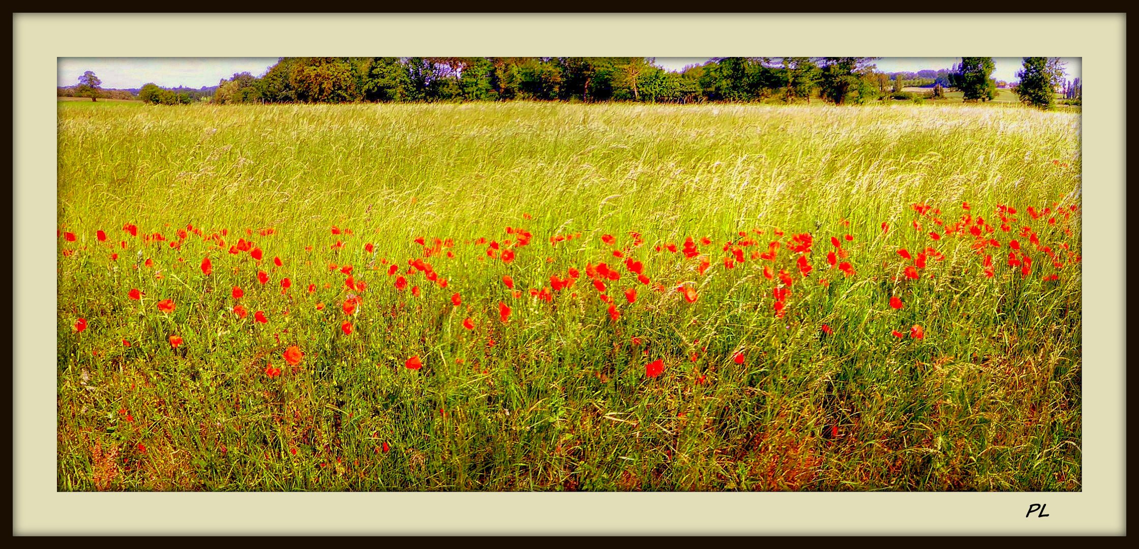 Des coquelicots pour vous..