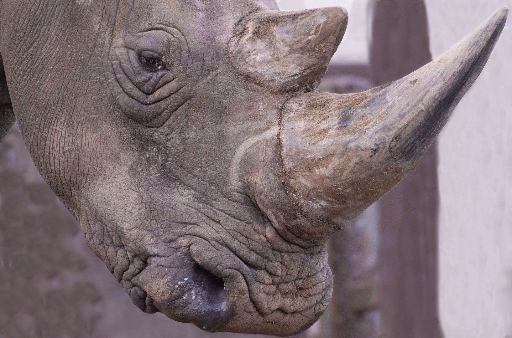 Des cornes en kératine ! (Ceratotherium simum, rhinoceros blanc)