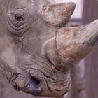 Des cornes en kératine ! (Ceratotherium simum, rhinoceros blanc)