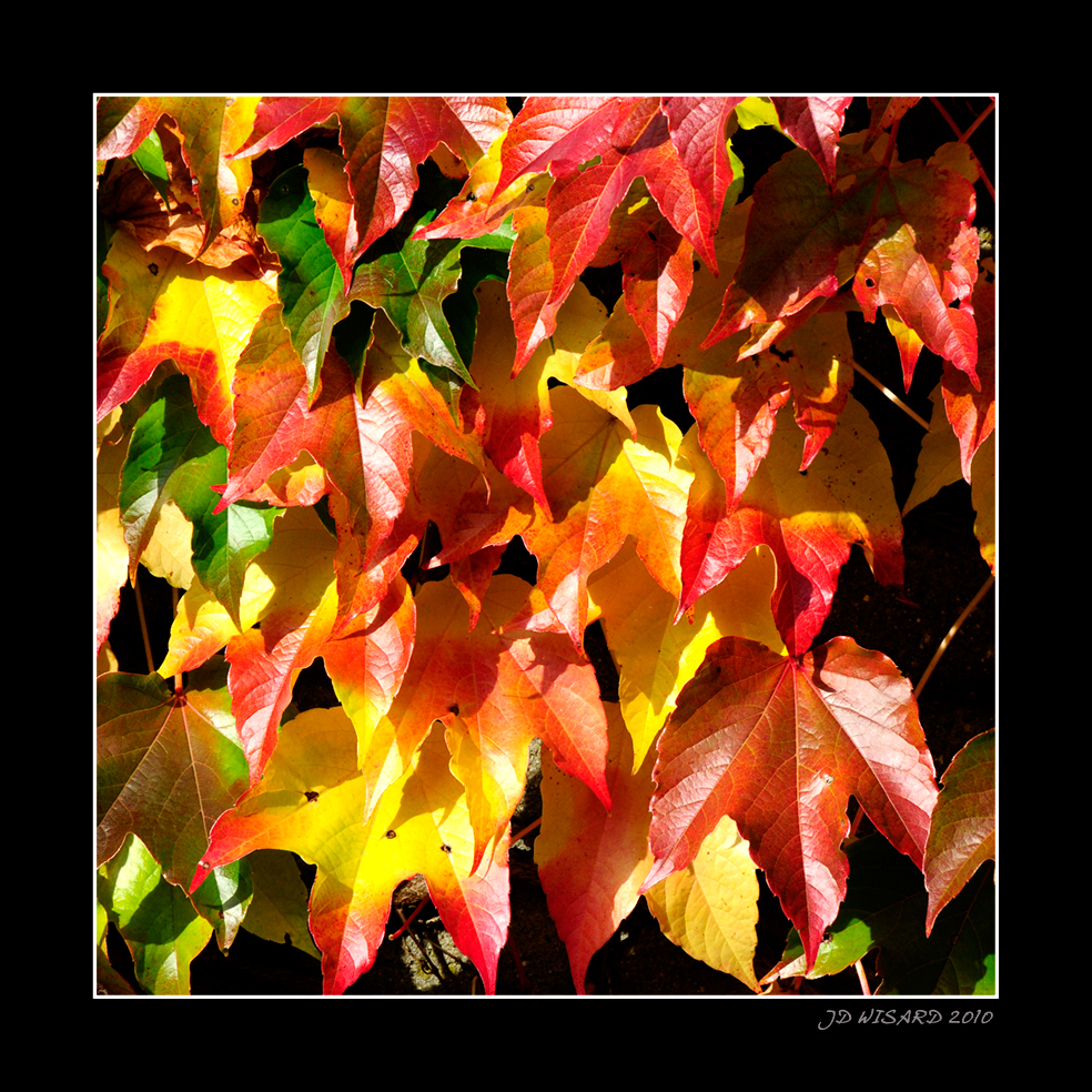 ....Des couleurs à foison.....