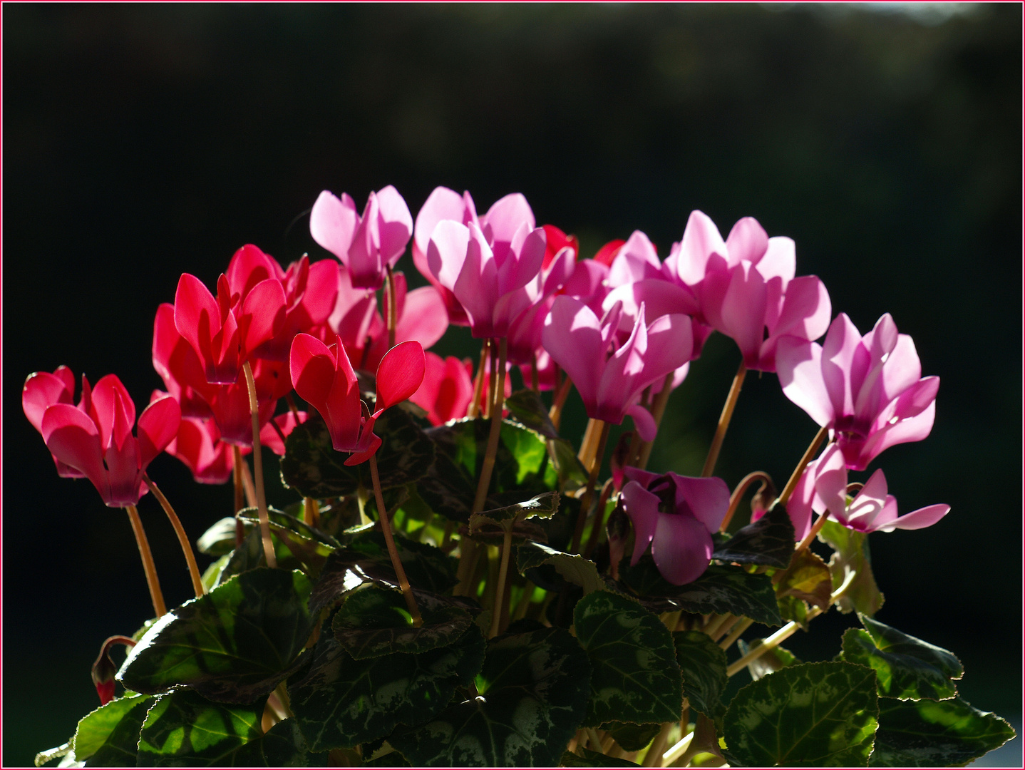 Des cyclamens, tout simplement - Einfache Alpenveilchen