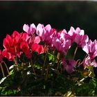 Des cyclamens, tout simplement - Einfache Alpenveilchen