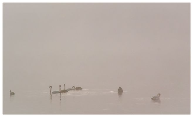 Des cygnes dans la brume 