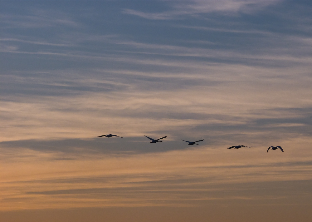 Des "cygnes" qui ne trompent pas !