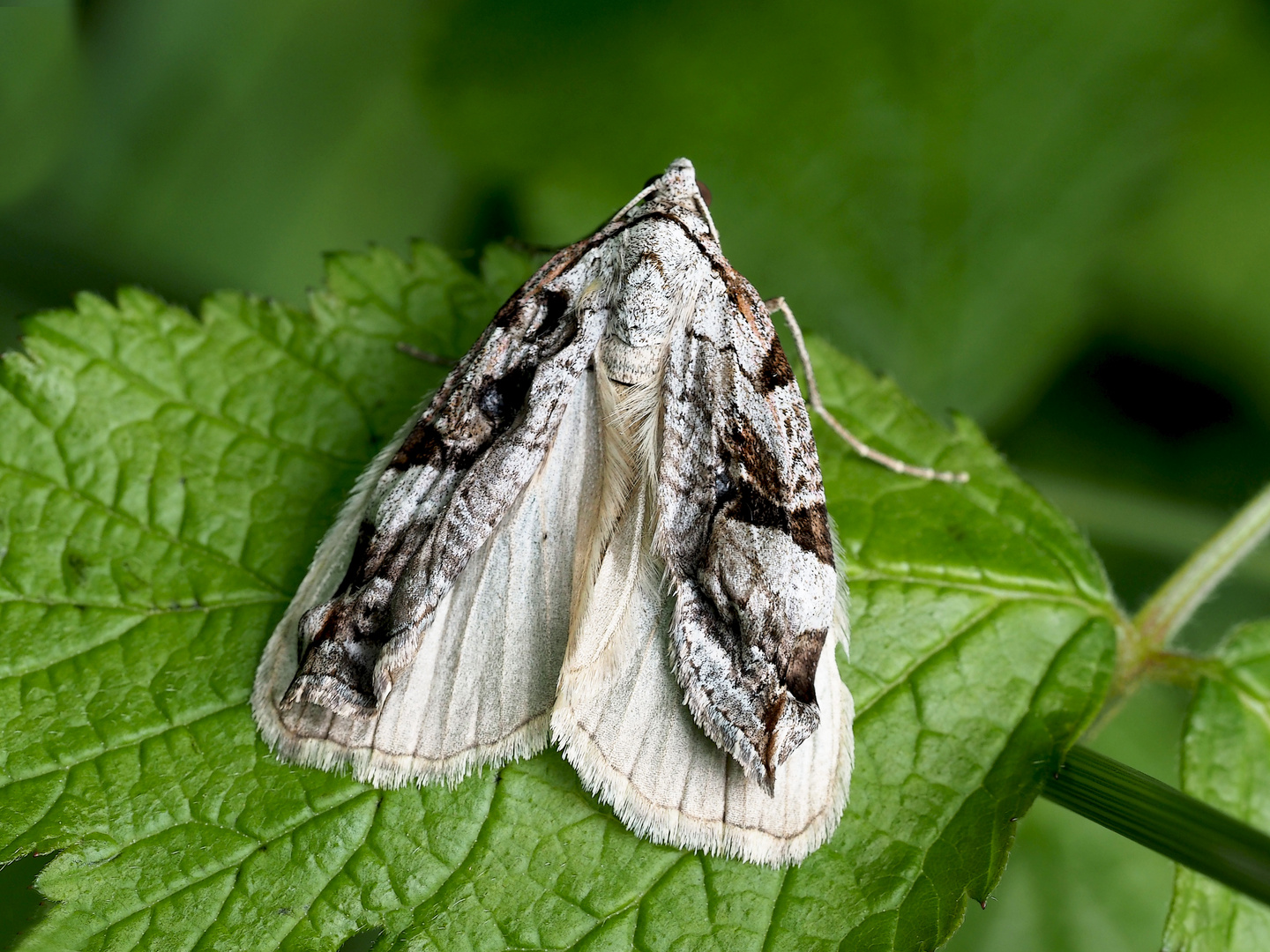 "Des einen Leid ist des anderen Freud ..."