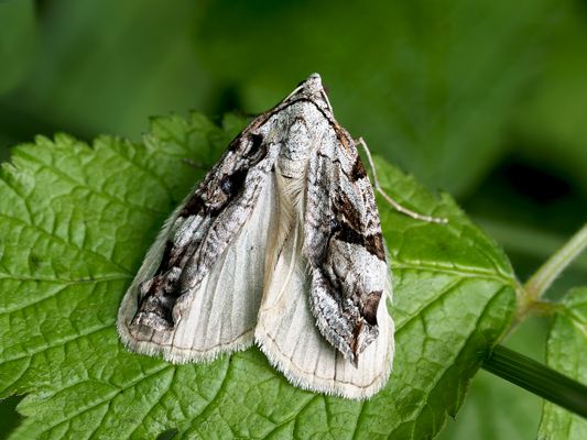 "Des einen Leid ist des anderen Freud ..."
