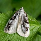 "Des einen Leid ist des anderen Freud ..."