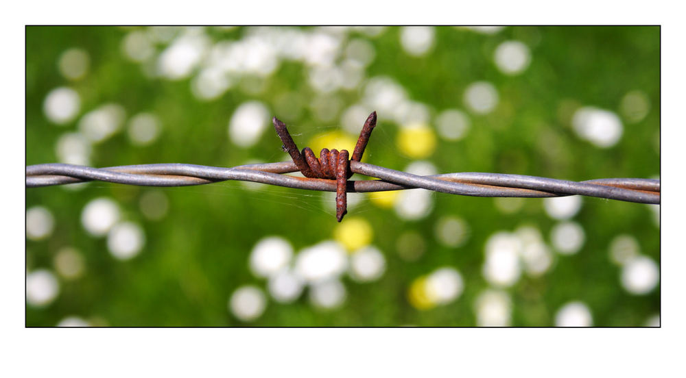 Des einen Zaun, des anderen Netz