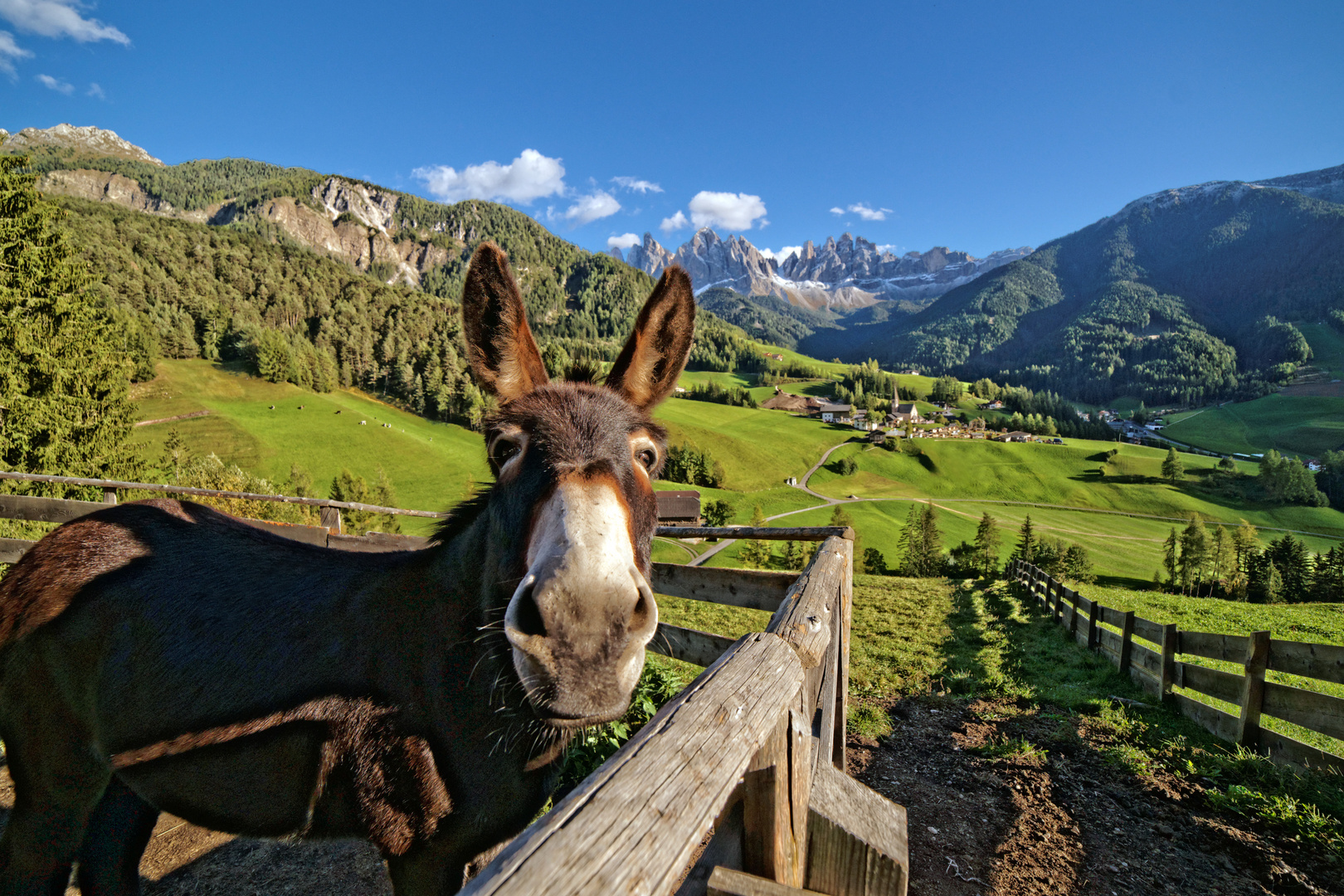Des Esels Ausblick Foto & Bild | italien, südtirol, esel Bilder auf