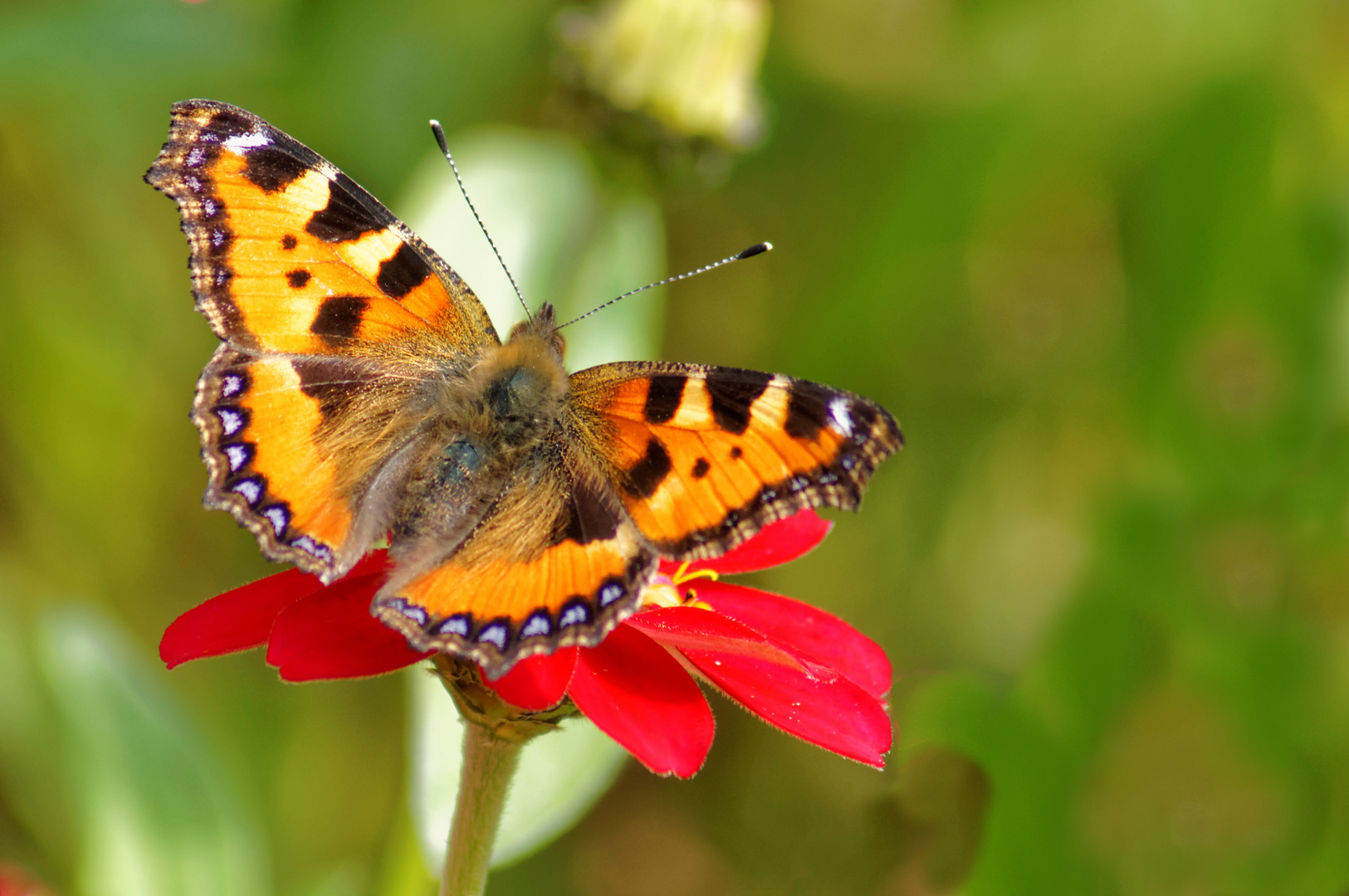 des Falters liebste Blume