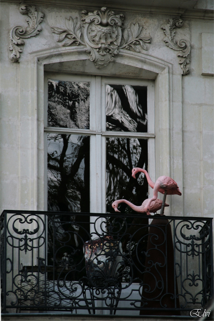 Des flamants au balcon !!